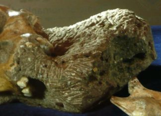 Naši predniki že krivi za izumiranje živalskih vrst Avstralopitek