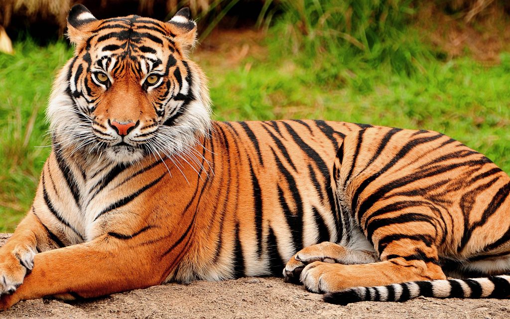Bengalski tiger