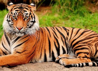 Ogrožene vrste živali Bengalski tiger