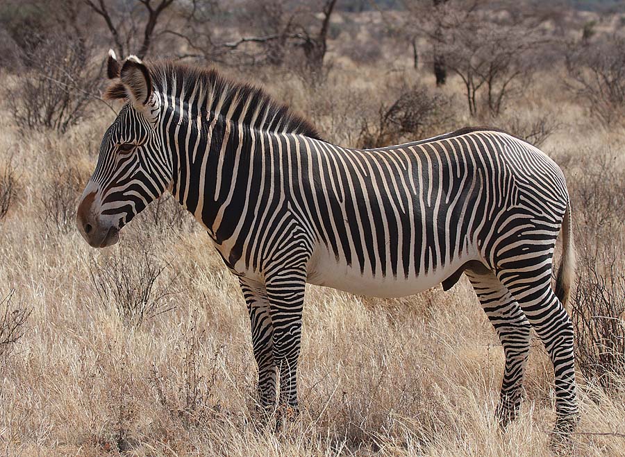 Grevijeva zebra