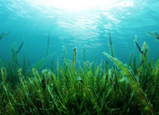 Dieta v primeru jedrske vojne Dieta z morsko travo