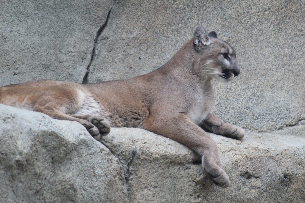 Puma
