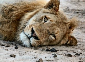 Živali v Sudanu stradajo, trajajoča ekonomska kriza terja nove žrtve lev ki leži