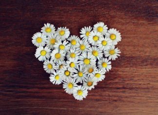 Valentinovo ali gregorjevo? Srček iz marjetic