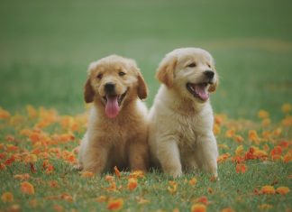 Veš pravo starost svojega psa? dva mladička kužka