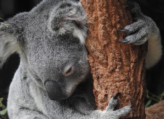 Avstralija še vedno v plamenih Koala na drevesu