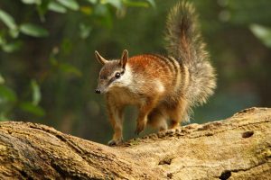 Numbat žival