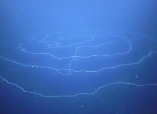 Odkrita najdaljša žival na svetu sifonofor