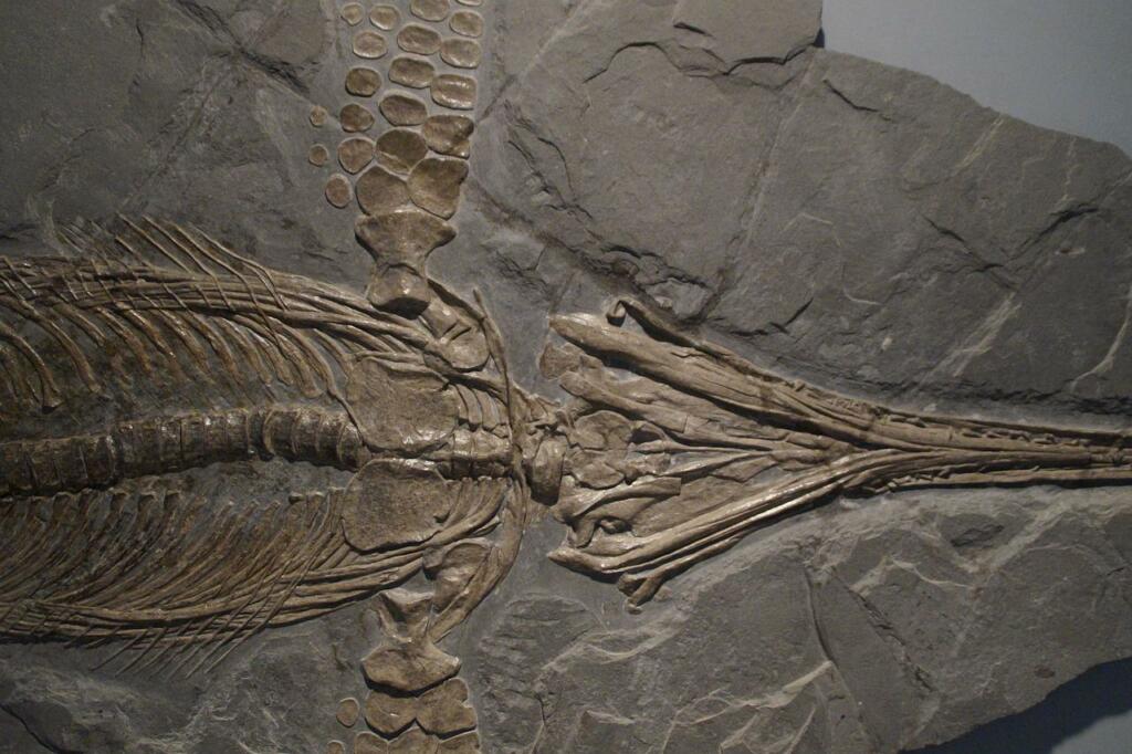 Fosilov Ihtiozavrov je veliko, fosilov velikih Ihtiozavrov pa le peščica