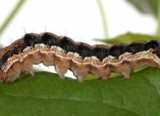 Virus, ki iz gosenic ustvari zombi gosenice Gosenice okužene z virusom HearNPV postanejo prave zombi gosenice, ki umrejo na svetlobi