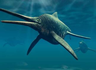 Najden zob velikega Ihtiozavra je šele drugi v zgodovini Ihtiozavri so bili veliki prebivalci oceanov, ki paleontologom povzročajo nemalo sivih las