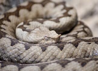 Ugriz kače: Kaj storiti in česa NE storiti?! Kaj storiti ob ugrizu kače? (na sliki Modras)