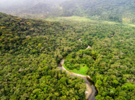 V Amazoniji najdeno antično mesto