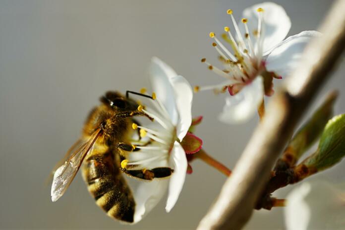 bee, insect, pollinate