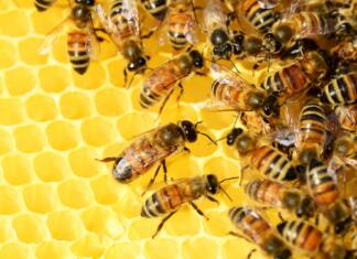 bees, hive, insects