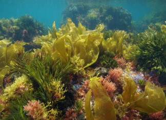 Znanstveniki ustvarili računalnik iz alg, ki ga poganja fotosinteza Alge pod vodo