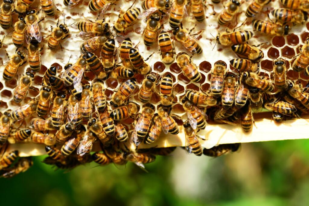 honey bees, insects, hive