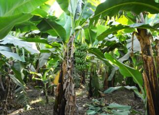 Hrana prihodnosti, ki lahko preživi globalno segrevanje ozračja palme banane na plantaži