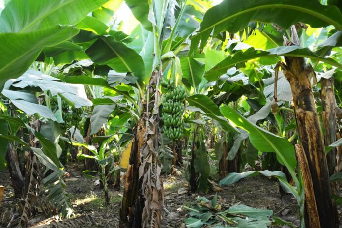 palme banane na plantaži