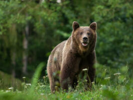 Large Carpathian brown bear predator portrait, while looking in the camera in natural environment in the woods of Romania Europe, with green background.