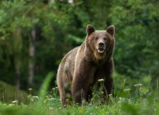 Large Carpathian brown bear predator portrait, while looking in the camera in natural environment in the woods of Romania Europe, with green background.