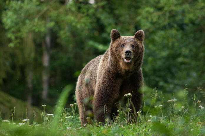 Large Carpathian brown bear predator portrait, while looking in the camera in natural environment in the woods of Romania Europe, with green background.