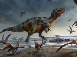 Največji mesojedi dinozaver v Evropi je bil najden na otoku Wight