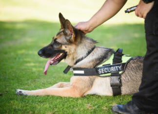 Trenirani psi lažje zaznajo covid kot testi A German Shepard security dog with its handler