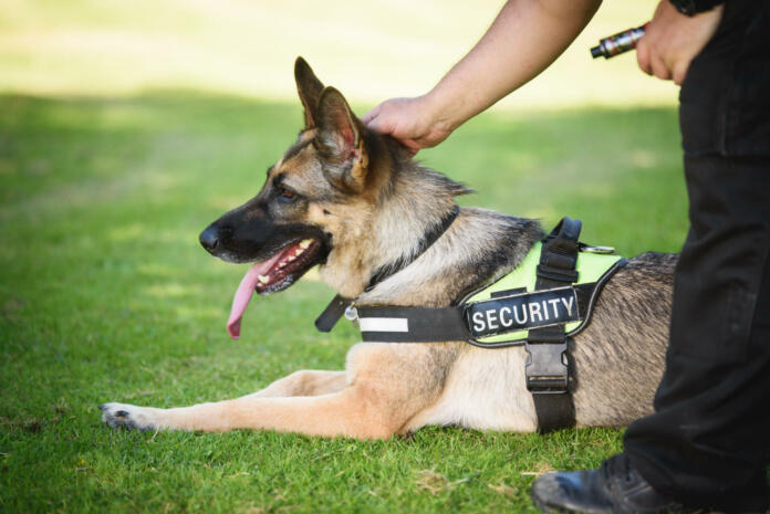 A German Shepard security dog with its handler