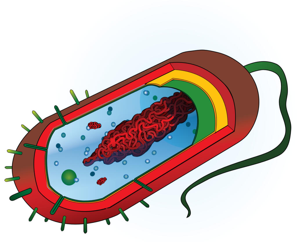 Model bakterijske celice