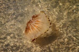 compass jellyfish, sea, beach