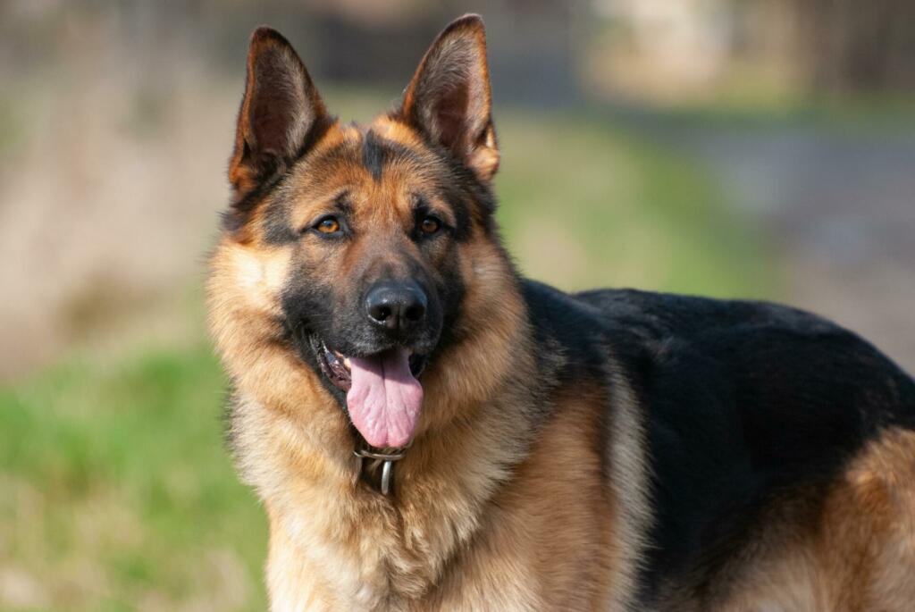 german shepherd dog, german shepherd, dog