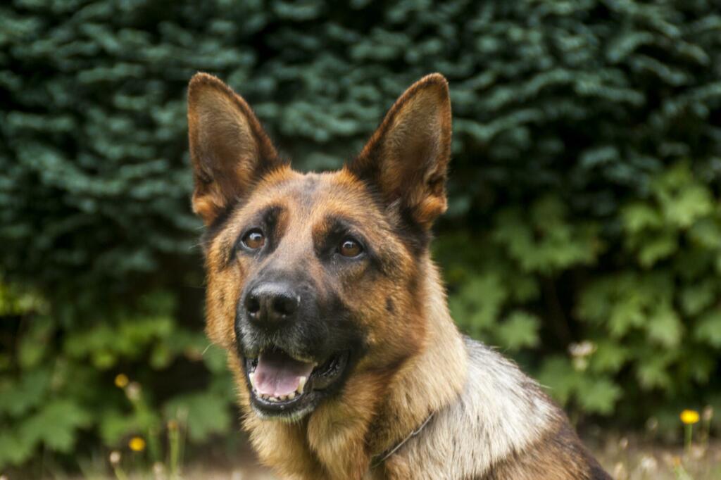 guard dog, a police dog, legerhond