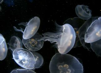 hd wallpaper, jellyfish, aquarium