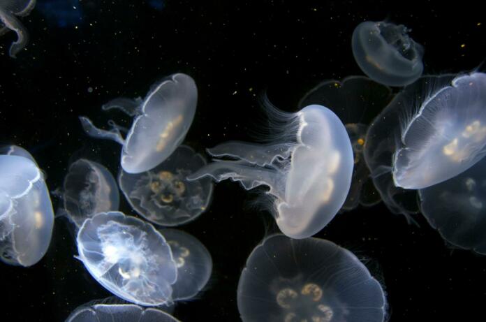 hd wallpaper, jellyfish, aquarium