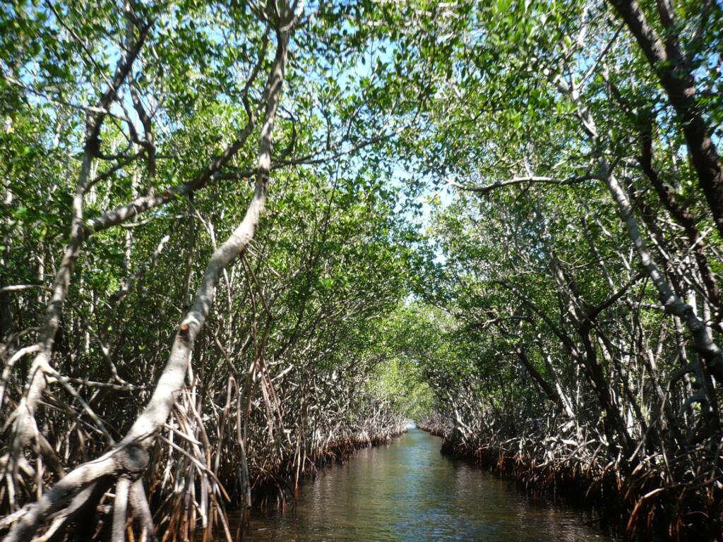 Mangrove