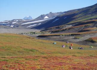 Sibirska tundra bi lahko izginila zelo kmalu Travnata pokrajina
