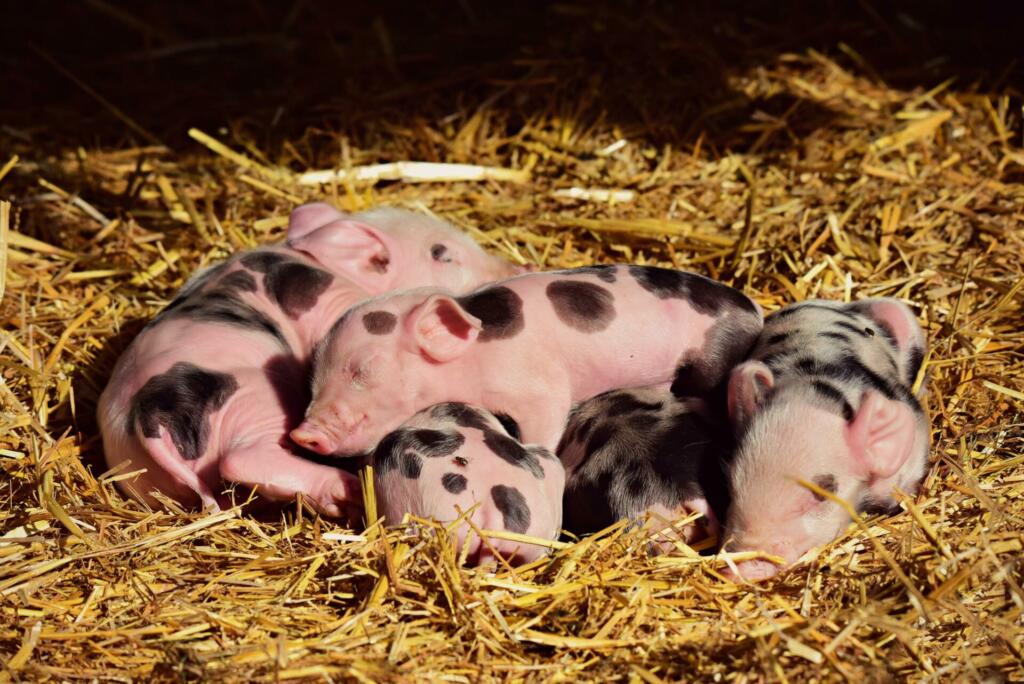 piglets, animal, habitat