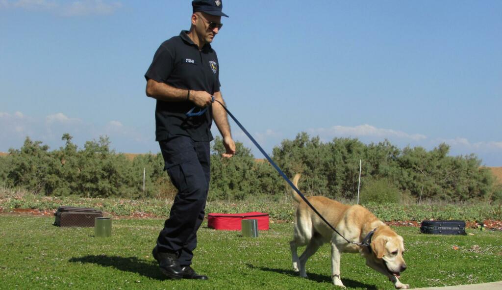 police dog, training, dog
