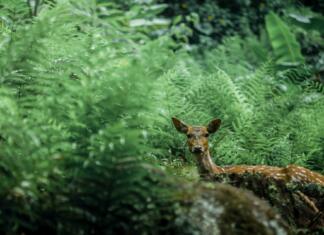 A deer in the middle of forest