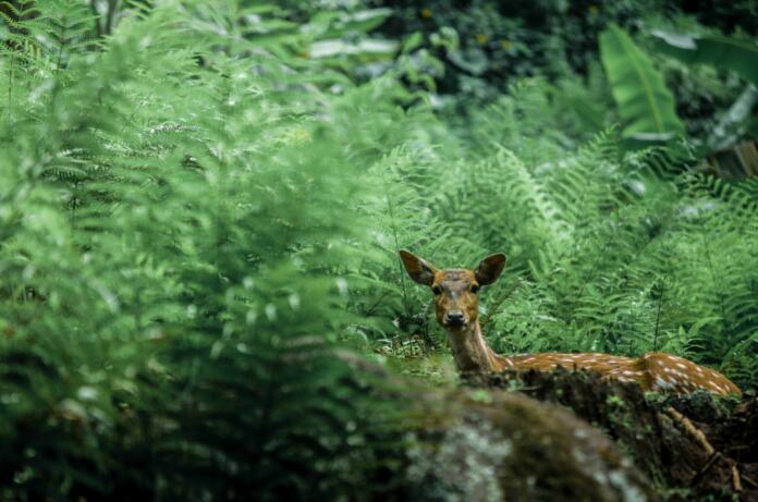 A deer in the middle of forest