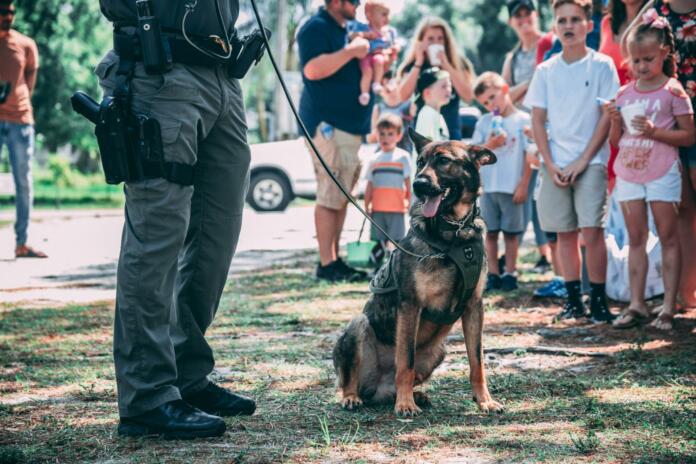a K9 standing next to the handler during the demonstration