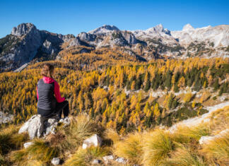 Študentska delovna brigada bo v Kranjski Gori Beautiful golden larches in mountains at fall season.