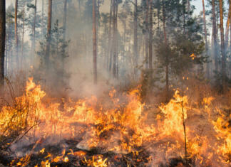 Gasilci bodo lahko uporabili umetno inteligenco za napovedovanje širjenja požarov Big forest fire and clouds of dark smoke in pine stands. Flame is starting to damage the trunk. Whole area covered by flame