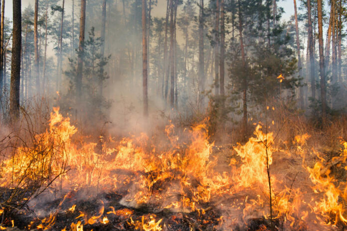 Big forest fire and clouds of dark smoke in pine stands. Flame is starting to damage the trunk. Whole area covered by flame