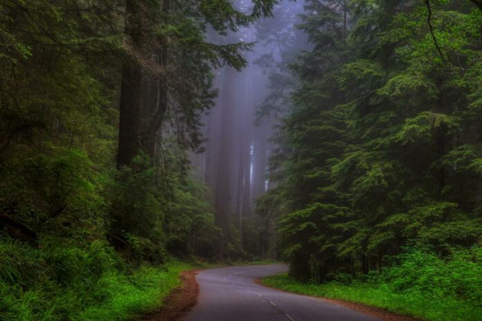 Cesta, ki jo obdaja temačen gozd
