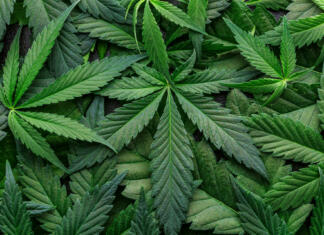 Konoplja v modi CBD Beautiful background green cannabis flowers.Cannabis Sativa Leaves On Dark - Medical Legal Marijuana.cbd oil - medical marijuana concept,alternative herb medicine.