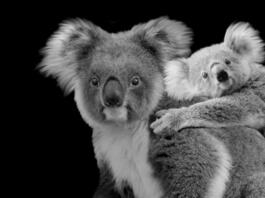 Cute Baby Koala Sitting On Back Of Mother