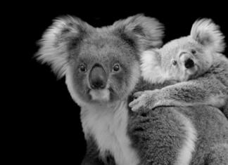 Redka bela koala Cute Baby Koala Sitting On Back Of Mother