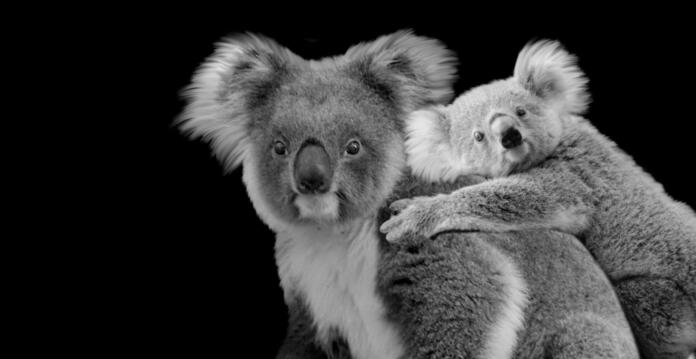 Cute Baby Koala Sitting On Back Of Mother